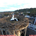 06_20-nest.jpg