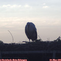06_30-mast.jpg