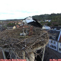 06_30-nest.jpg