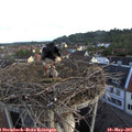 06_35-nest.jpg
