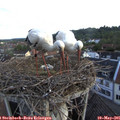 06_40-nest.jpg