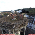 06_45-nest.jpg