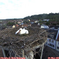 06_50-nest.jpg