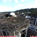 07_25-nest.jpg