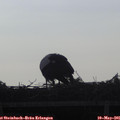 07_30-mast.jpg