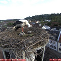 07_30-nest.jpg