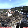 07_45-nest.jpg