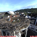 08_00-nest.jpg