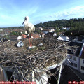 08_10-nest.jpg