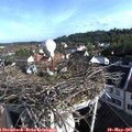 08_15-nest.jpg