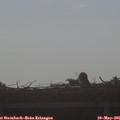 08_20-mast.jpg