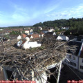 08_20-nest.jpg
