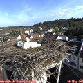 08_25-nest.jpg