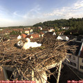 08_30-nest.jpg