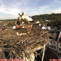 08_50-nest.jpg