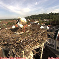 09_00-nest.jpg