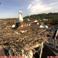 09_20-nest.jpg