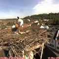 09_25-nest.jpg