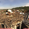 09_45-nest.jpg