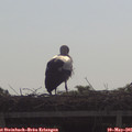 09_50-mast.jpg