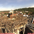 09_50-nest.jpg