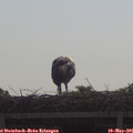 09_55-mast.jpg