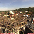 09_55-nest.jpg