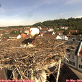 10_00-nest.jpg
