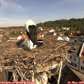 10_10-nest.jpg