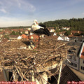 10_15-nest.jpg
