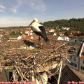 10_20-nest.jpg