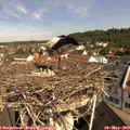 10_25-nest.jpg