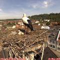 10_45-nest.jpg