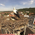10_50-nest.jpg