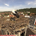 10_55-nest.jpg