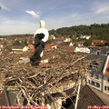 11_00-nest.jpg