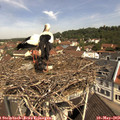 11_05-nest.jpg