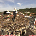 11_10-nest.jpg