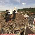 11_15-nest.jpg