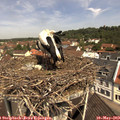 11_20-nest.jpg