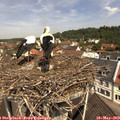 11_25-nest.jpg