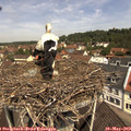 11_30-nest.jpg