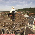 11_35-nest.jpg