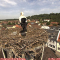 11_45-nest.jpg