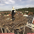 11_50-nest.jpg