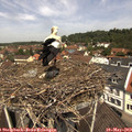 11_55-nest.jpg