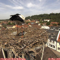 12_00-nest.jpg