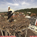 12_05-nest.jpg