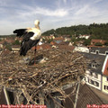 12_10-nest.jpg