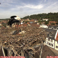12_15-nest.jpg